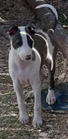 Male 5 Rufus, a male Italian Greyhound for sale in Hereford, TX – 2 of 8