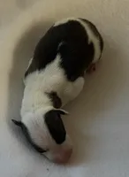 Male 5, a male Italian Greyhound for sale in Hereford, TX – Photo 4 of 5