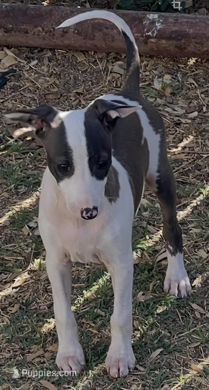 Male 5 – Italian Greyhound puppy for sale in Hereford, TX