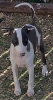 Male 5 Rufus, a male Italian Greyhound for sale in Hereford, TX – 1 of 8
