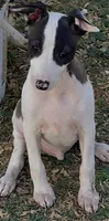 Male 5 Rufus, a male Italian Greyhound for sale in Hereford, TX – 6 of 8