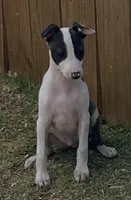 Male 5 Rufus, a male Italian Greyhound for sale in Hereford, TX – 4 of 8