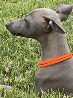 Axel, a male Italian Greyhound for sale in Hereford, TX – 10 of 10