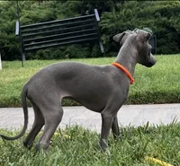 Axel, a male Italian Greyhound for sale in Hereford, TX – 5 of 10