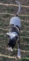 Male 6 Cato, a male Italian Greyhound for sale in Hereford, TX – 5 of 5