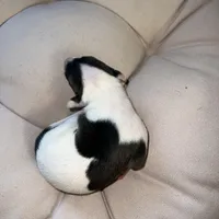 Male 6, a male Italian Greyhound for sale in Hereford, TX – Photo 6 of 8