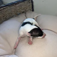 Male 6, a male Italian Greyhound for sale in Hereford, TX – Photo 4 of 8