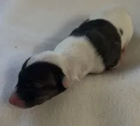 Male 6, a male Italian Greyhound for sale in Hereford, TX – Photo 2 of 6