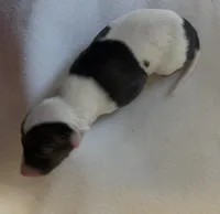 Male 6, a male Italian Greyhound for sale in Hereford, TX – Photo 1 of 6