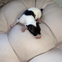 Male 6, a male Italian Greyhound for sale in Hereford, TX – Photo 7 of 8