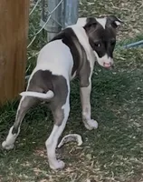 Male 6 Cato, a male Italian Greyhound for sale in Hereford, TX – 4 of 5