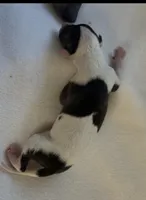 Male 6, a male Italian Greyhound for sale in Hereford, TX – Photo 5 of 6