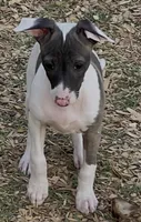 Male 6 Cato, a male Italian Greyhound for sale in Hereford, TX – 3 of 5