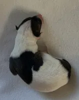 Male 6, a male Italian Greyhound for sale in Hereford, TX – Photo 4 of 6