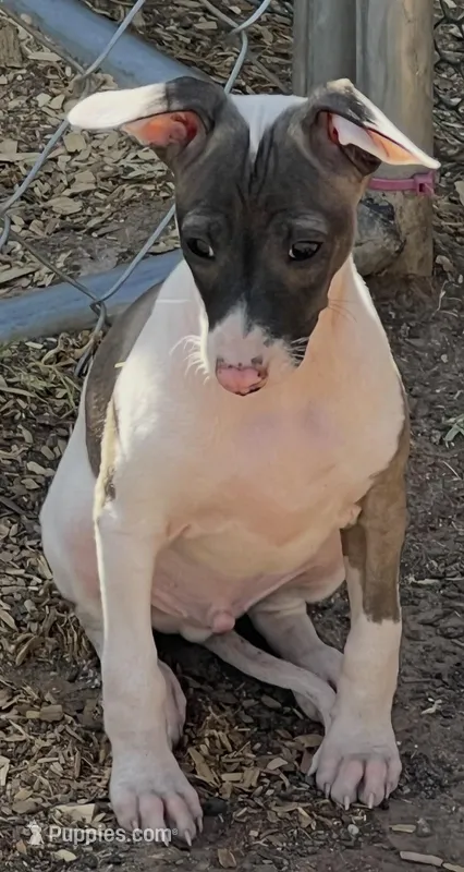 Male 6 – Italian Greyhound puppy for sale in Hereford, TX