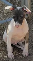 Male 6 Cato, a male Italian Greyhound for sale in Hereford, TX – 1 of 5