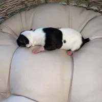 Male 6, a male Italian Greyhound for sale in Hereford, TX – Photo 5 of 8