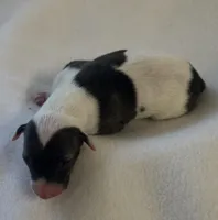 Male 6, a male Italian Greyhound for sale in Hereford, TX – Photo 3 of 6