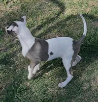 Male 6 Cato, a male Italian Greyhound for sale in Hereford, TX – 2 of 5