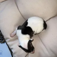 Male 6, a male Italian Greyhound for sale in Hereford, TX – Photo 8 of 8