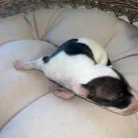 Male 6, a male Italian Greyhound for sale in Hereford, TX – Photo 2 of 8