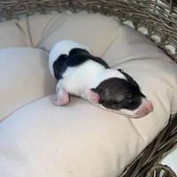 Male 6, a male Italian Greyhound for sale in Hereford, TX – Photo 3 of 8