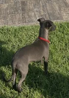 Apollo, a male Italian Greyhound for sale in Hereford, TX – 2 of 10