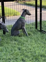 Usher, a male Italian Greyhound for sale in Hereford, TX – 8 of 9