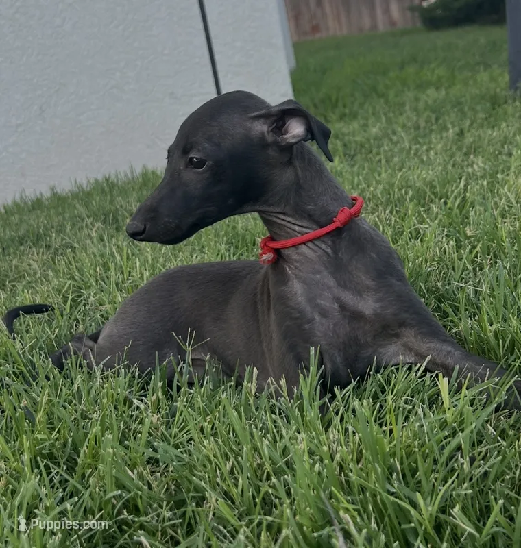 Apollo – Italian Greyhound puppy for sale in Hereford, TX