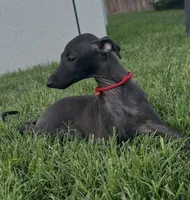 Apollo, a male Italian Greyhound for sale in Hereford, TX – 1 of 10