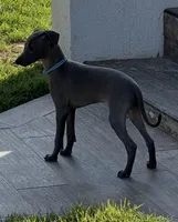 Ace, a male Italian Greyhound for sale in Hereford, TX – 4 of 7