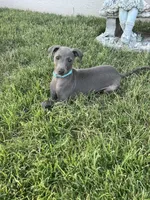 Ace, a male Italian Greyhound for sale in Hereford, TX – 5 of 7