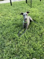 Usher, a male Italian Greyhound for sale in Hereford, TX – 9 of 9