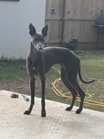 Paole, a male Italian Greyhound for sale in Hereford, TX – 2 of 2