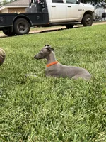 Axel, a male Italian Greyhound for sale in Hereford, TX – 9 of 10