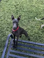 Vicente, a male Italian Greyhound for sale in Hereford, TX – 5 of 10