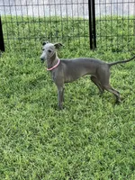 Austin, a male Italian Greyhound for sale in Hereford, TX – 2 of 10