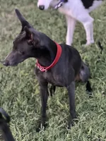 Vicente, a male Italian Greyhound for sale in Hereford, TX – 4 of 10
