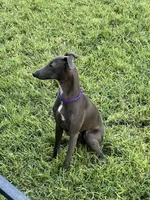Charlie, a male Italian Greyhound for sale in Hereford, TX – 3 of 10