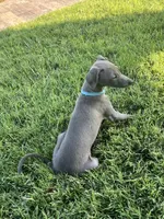 Ace, a male Italian Greyhound for sale in Hereford, TX – 6 of 7