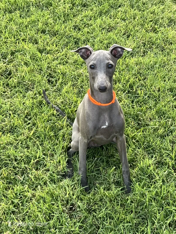 Axel – Italian Greyhound puppy for sale in Hereford, TX