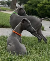Axel, a male Italian Greyhound for sale in Hereford, TX – 7 of 10