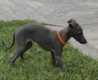 Axel, a male Italian Greyhound for sale in Hereford, TX – 2 of 10