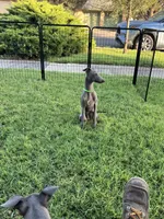 Usher, a male Italian Greyhound for sale in Hereford, TX – 6 of 9