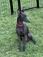 Vicente, a male Italian Greyhound for sale in Hereford, TX – 6 of 10