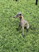 Austin, a male Italian Greyhound for sale in Hereford, TX – 4 of 10