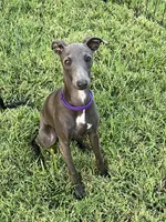 Charlie, a male Italian Greyhound for sale in Hereford, TX – 10 of 10
