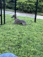 Austin, a male Italian Greyhound for sale in Hereford, TX – 8 of 10