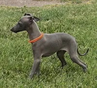 Axel, a male Italian Greyhound for sale in Hereford, TX – 4 of 10
