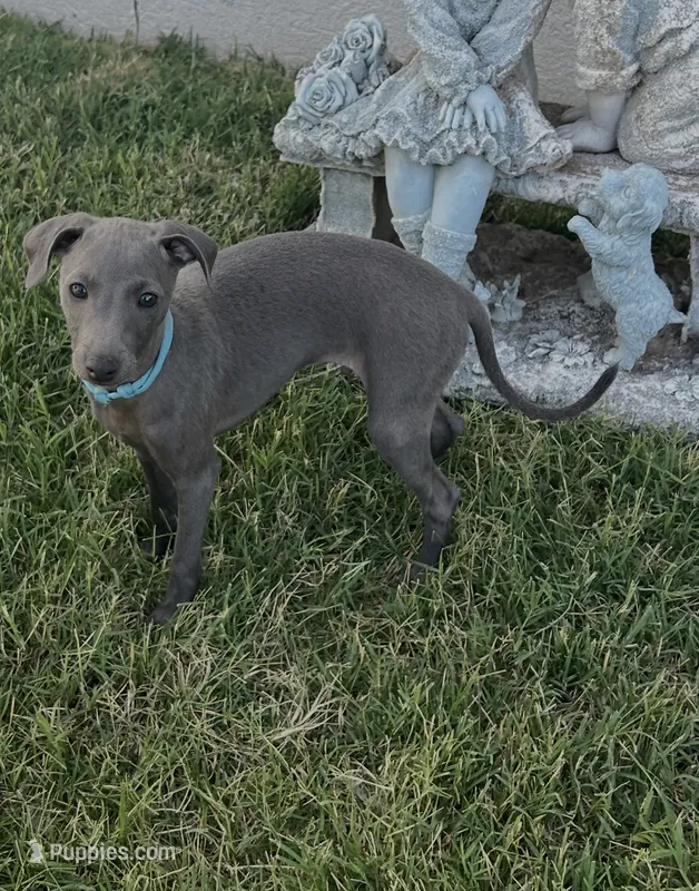 Ace – Italian Greyhound puppy for sale in Hereford, TX